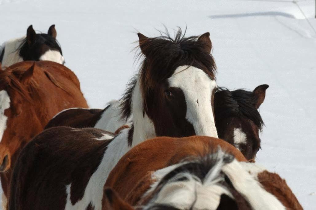 Espi-Stables Ferienhof Esterhammer Liebenau  ภายนอก รูปภาพ