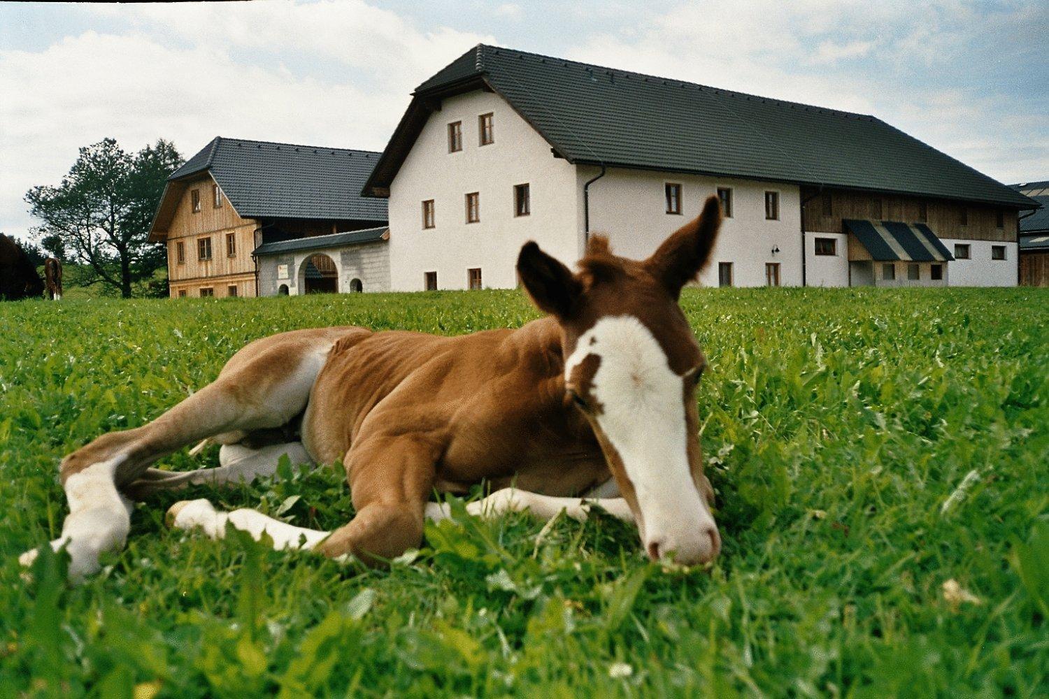 Espi-Stables Ferienhof Esterhammer Liebenau  ภายนอก รูปภาพ
