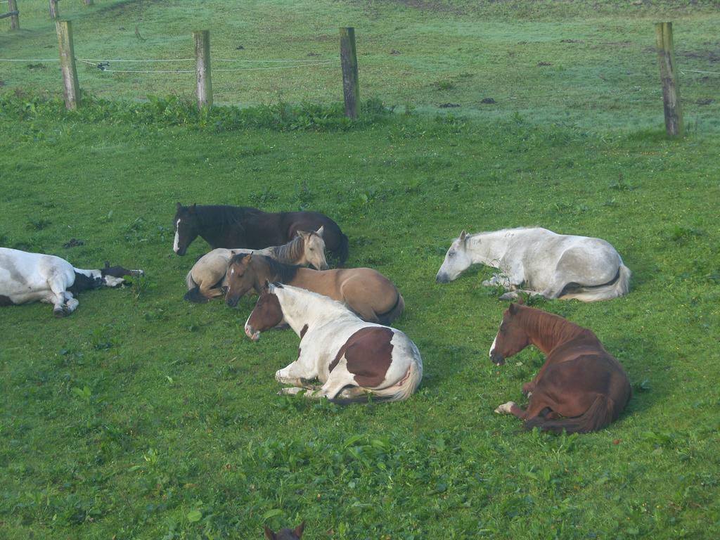 Espi-Stables Ferienhof Esterhammer Liebenau  ภายนอก รูปภาพ